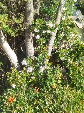 Spring Orchid - your best offer?